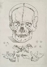 GAMELIN, crâne, mâchoire