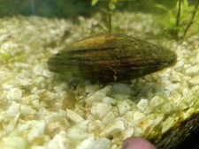  10 Moules Eau Douce Anodonte