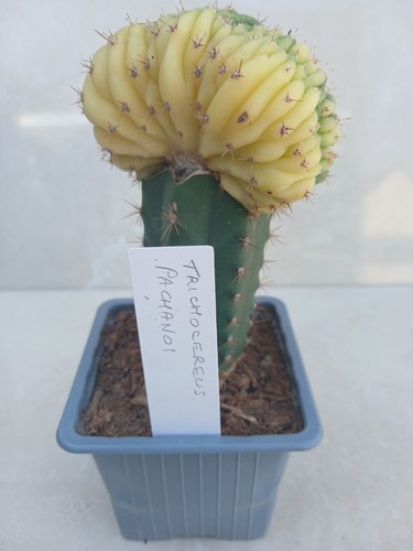Variegated cereus tripach - cereus,