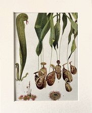 Carnivorous Plants BOTANICAL Print - 1920 Mounted Antique Colour Lithograph