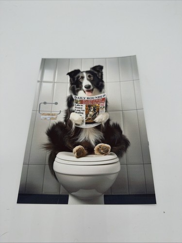 Affiche chien border collie - collie, wc