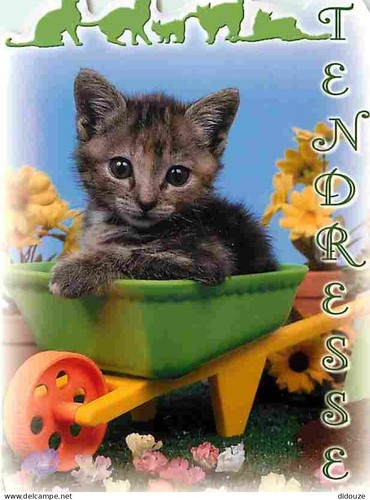 Carte postale animaux - postale,