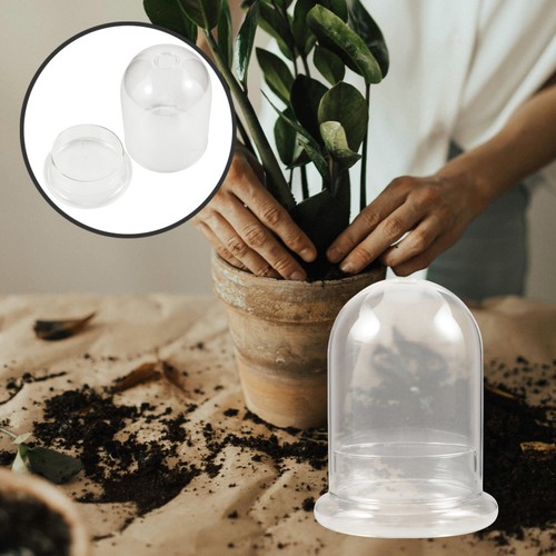 Terrarium plantes - terrarium, de