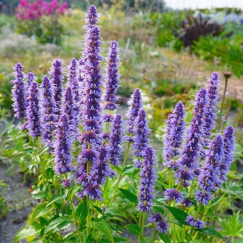 Lot graines d agastache - 50,