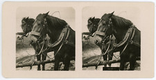 Stereo, Two Horses in the Country, circa 1900 Vintage Stereo Card - Print A