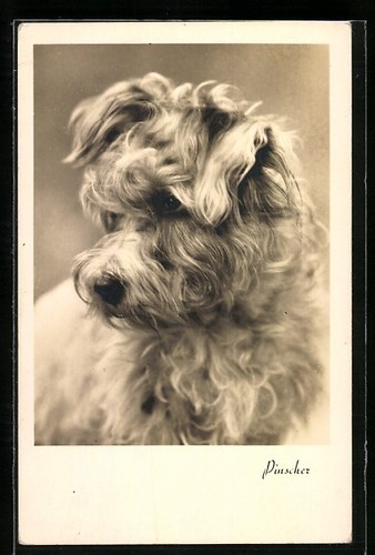 Carte postale photo - , pinscher
