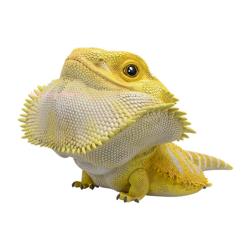Animal heavenly body pogona - animal,