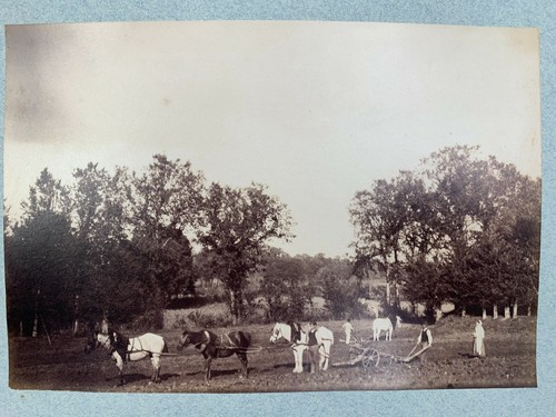 Photo albumine charrue chevaux - charrue,