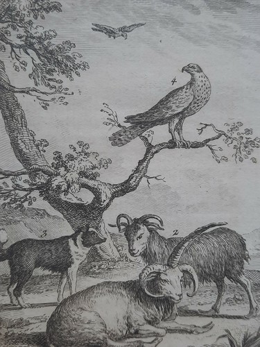 Animaux islande belier brebis - animaux,