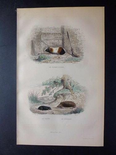 Gravure buffon le - gravure,
