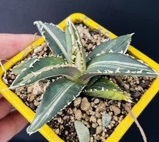 Agave Titanota “Werewolf"