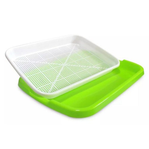 Blanc plante germination - plante,