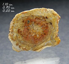 Pétrifié Bois Conifère