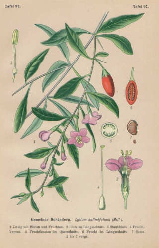 Lycium halimifolium bocksdorn - lycium,