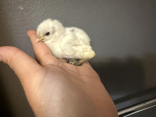 Zombie chicken hatching eggs - zombie,