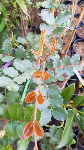 Ceratonia siliqua - (de, /