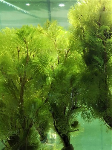 Cabomba aquatica plante - cabomba,