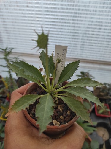 Dorstenia horwoodii plante - ,