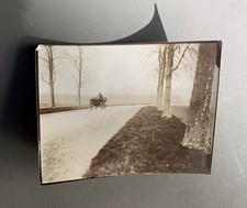 PHOTO Landscape Carriage Horse Carriage Tree Driveway Road
