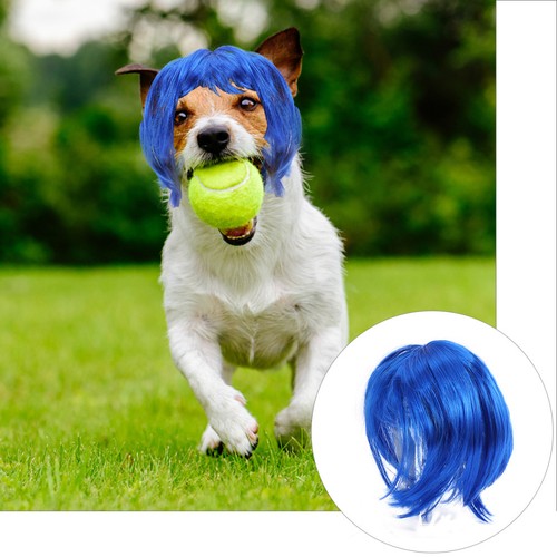 Deguisement pour chat chien - ,