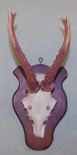 Ancien trophee chasse - ancien, de