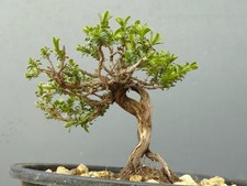 Bonsaï de thym 12 x 12 cm en