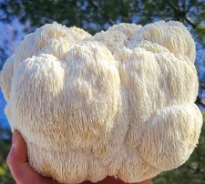 Lions Mane Mushroom grow kit -