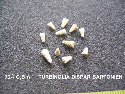 Coraux corail turbinolia - corail,