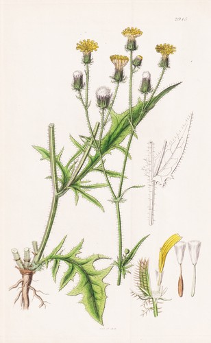 Crepis setosa pippau gravure - crepis,