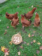 Poussin , pintadeau, poule