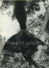 NOSSI-BE a lemur Lokobe Madagascar circa 1960 photo 17 x 12 cm
