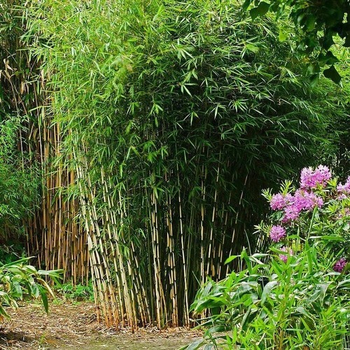 Bambous non traçants - bambous,