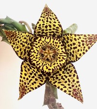 Stapelia (sin. Orbea)