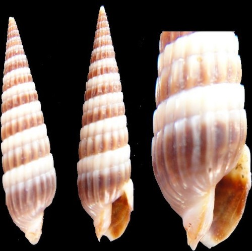 Coquillage collection - coquillage,