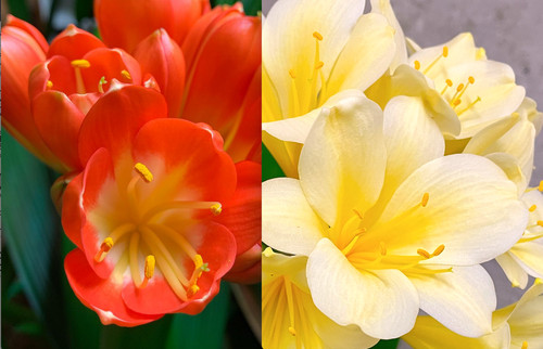 Clivia monk mg23 seedlings - x,