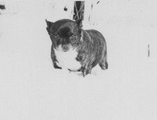 Adorable Boston Terrier