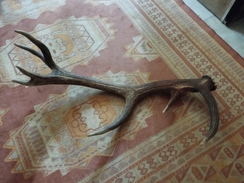 Superbe bois mue cerf - bois, cors
