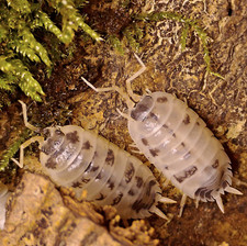 Porcellio laevis 'Dairy Cow' ×15 - Isopode Cloporte Vivarium Terrarium Bioactif