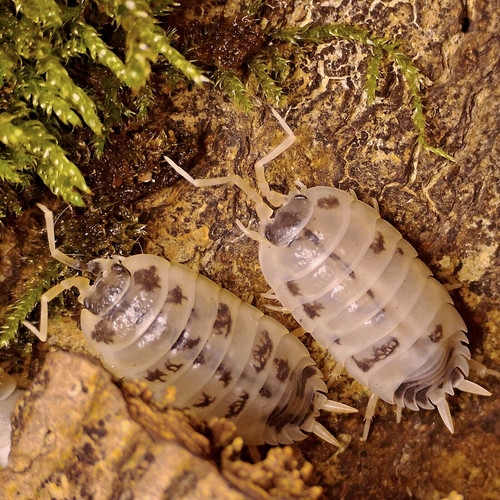 Porcellio laevis dairy cow - porcellio,