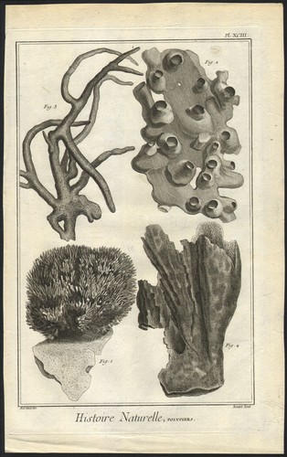 1768 gravure originale corail - 1768,