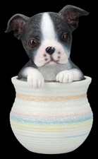 Chiens Figurine - Boston Terrier dans Le Casserole - Cadeau Züchter de Race Déco