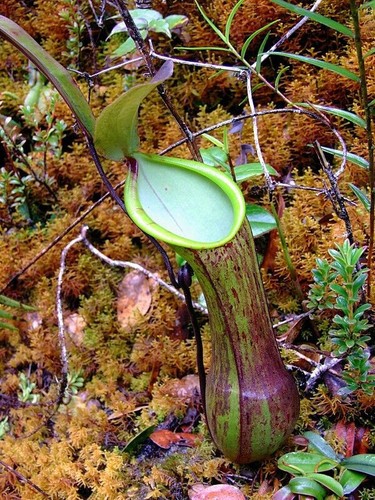 Nepenthes murudensis plante - -,