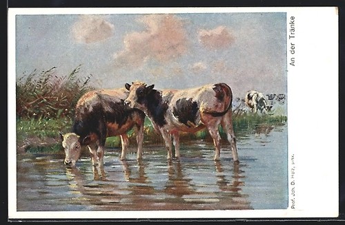 Bovins buvant sur - bovins,