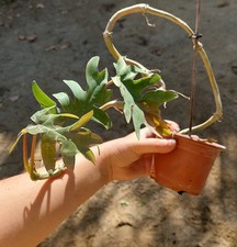 Philodendron mayoi – Feuillage palmé et nervuré, plante tropicale rare