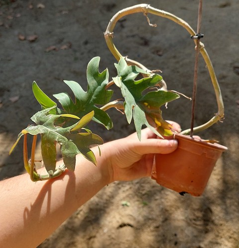 Philodendron mayoi - , –