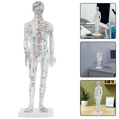 Modèle acupuncture corps - modèle, du