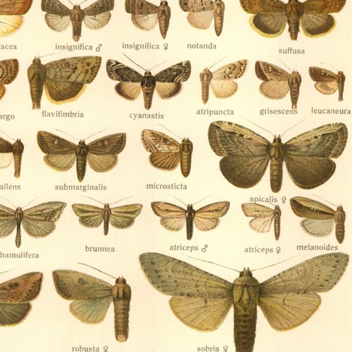 Adalbert seitz papillons - adalbert,