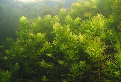 Ceratophyllum plante - ,