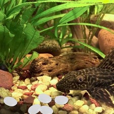  100pcs cailloux de graviers