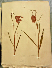 [Anonyme] | HERBIER ANCIEN |